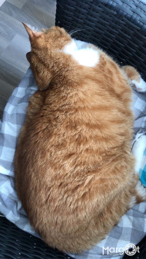 A1CDC312-E0B0-459B-9464-4F410B36A4E1