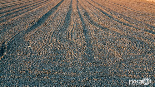 _DSC6937